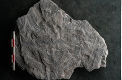 Foto (Detailansicht) von Neuropteris sp.  (NHMW-GEO-2024-0188-10683)